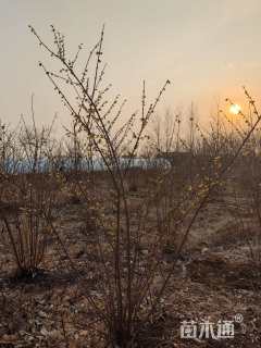 高度200厘米蜡梅