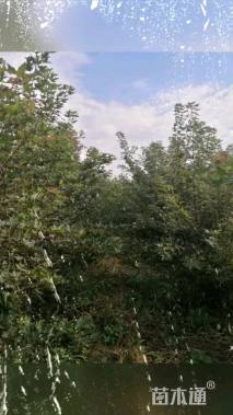 高度150厘米元宝枫小苗