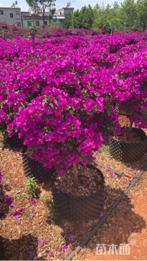 高度80厘米三角梅