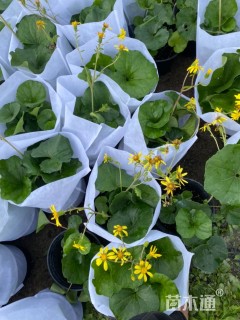 高度40厘米大吴风草