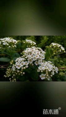 高度30厘米绣线菊