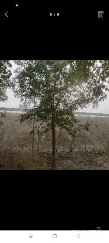 15公分大叶女贞