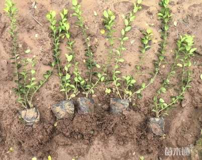 高度50厘米卫矛小苗