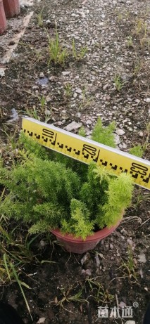 高度10厘米狐尾天门冬