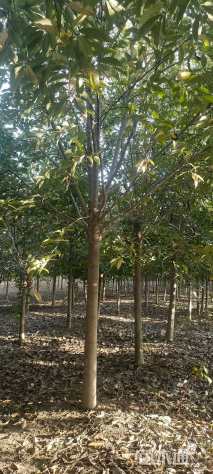 11公分二乔玉兰