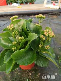 高度15厘米长寿花