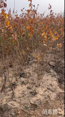 高度10厘米金叶水蜡