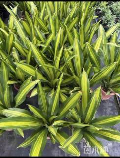 高度80厘米也门铁