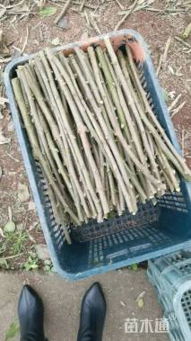 高度100厘米三角梅