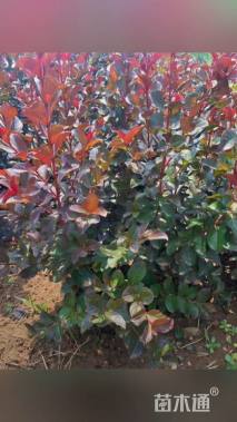 高度60厘米天鹅绒紫薇