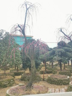 高度350厘米垂枝红梅