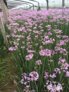 高度25厘米紫娇花