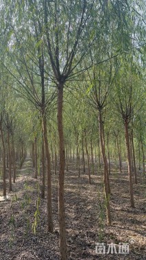 10公分青皮垂柳