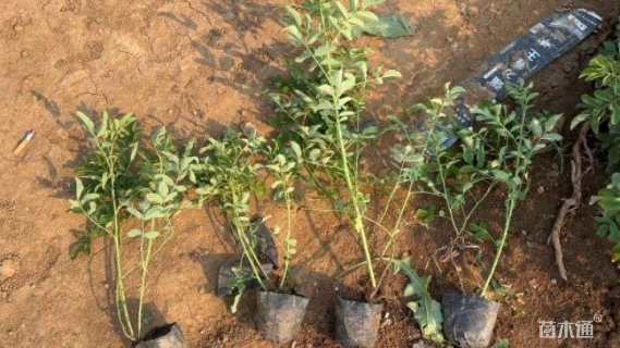 高度30厘米四季玫瑰