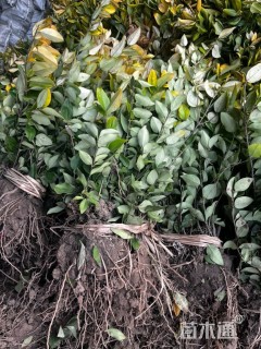 高度30厘米金森女贞