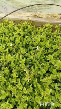 高度25厘米蓝雾草