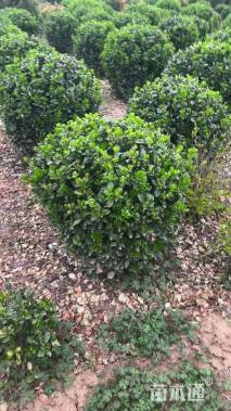 冠幅80厘米大叶黄杨球