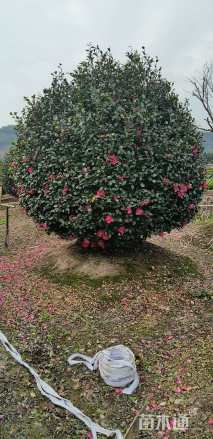 高度250厘米茶梅