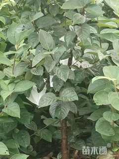 高度40厘米太秋甜柿苗