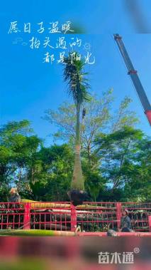 裸干高300厘米狐尾椰