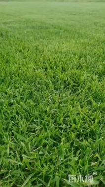 草卷状草皮