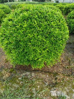 冠幅150厘米火棘球