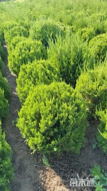 冠幅60厘米龙柏球