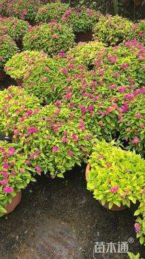 冠幅40厘米五色梅