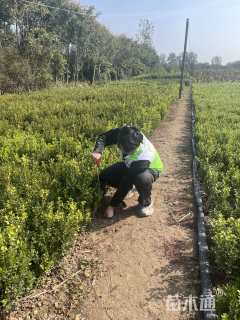 高度20厘米瓜子黄杨