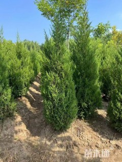 高度300厘米圆柏