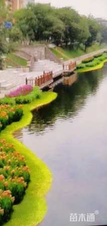 33厘米生态浮岛