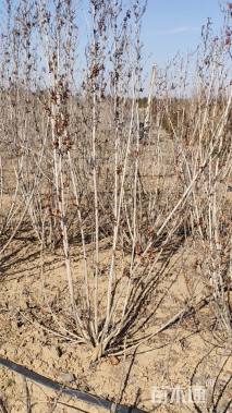 高度120厘米锦带