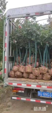 7公分嫁接树状月季