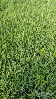 高度10厘米地被石竹