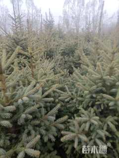 高度100厘米云杉