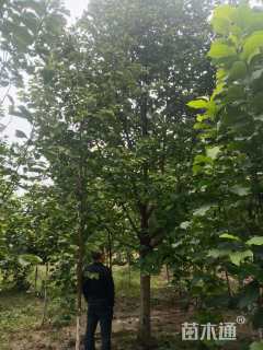 12公分飞黄玉兰