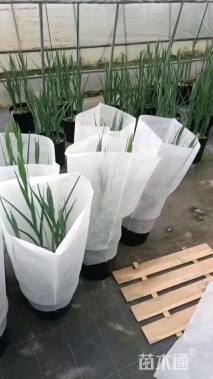 高度30厘米鸢尾