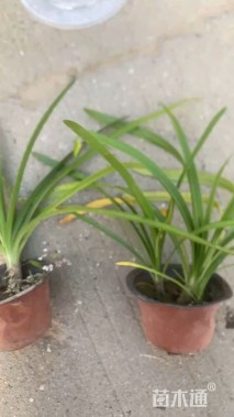 高度25厘米百子莲