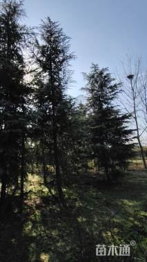 高度750厘米雪松