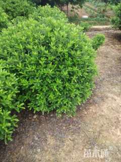 冠幅100厘米杜鹃球