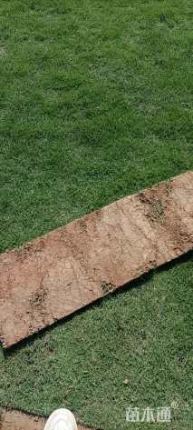 草块状马尼拉草