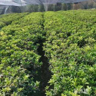 高度40厘米毛鹃