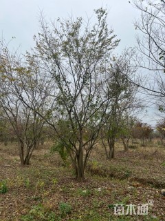 65公分丛生朴树