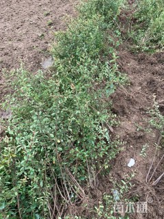 高度60厘米火棘