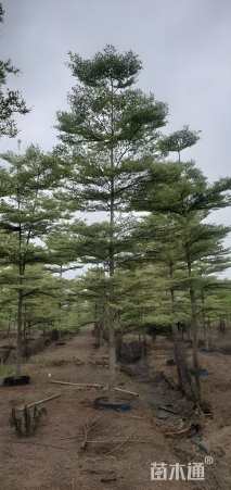 15公分锦叶榄仁