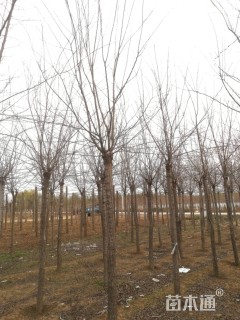 高度300厘米红叶榆叶梅