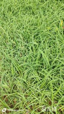 高度15厘米大花萱草