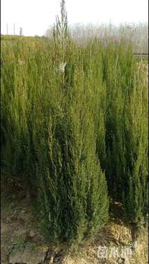 高度150厘米河南桧