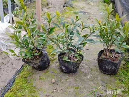 高度20厘米小叶栀子小苗