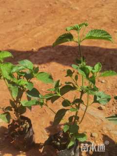 高度25厘米马缨丹